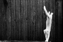 Jumping Cat. Kitten Silhouette. Wood Background. Black White Photo