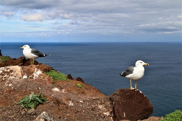 Two seagulls at the top point of São Lourenço, Madeira. They look as they are mad at each other and they are not talking to each other.