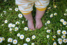 Authentic Close Up Shot Of Newborn Baby Bare Feet While Taking First Steps On A Countryside Green Meadow With Daisies O In A Sunny Day.