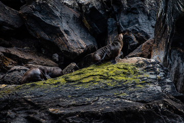 Canvas Print - Sea lion on the rock