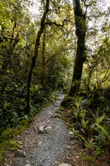 Canvas Print - path in the forest