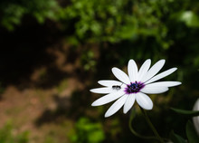 Close-up Image Of A Purple Daisy And An Ant Circulating On It.