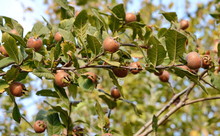 Medlar Fruit In The Branch Of Medlar Tree.