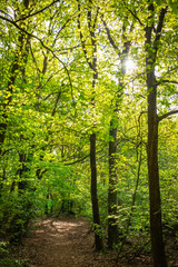  Sonnenstrahlen im Wald