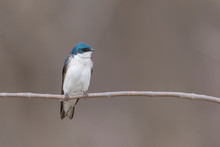 Tree Swallow (Tachycineta Bicolor) Nesting 