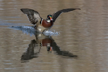 Sticker - wood duck drake in flight