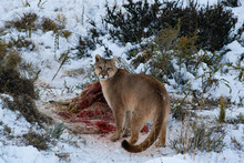 Puma In The Wild In Torres Del Paine National Park, Approaching The Body Of A Dead Guanaco To Feed, During The Winter Surrounded By Snow
