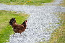 Chicken Crossing Free Stock Photo - Public Domain Pictures