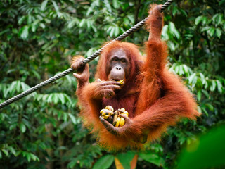 Wild Orang-Utan eating bananas while hanging in Sarawak, Malaysia