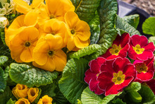 Colorful Yellow And Red Primrose Plants Ready For Planting In The Spring Garden