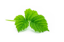 Fresh Stinging Nettle Leaves Isolated On White Background, Healthy Food , Alternative Medicine For Skin Care ( Urtica )