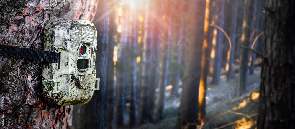 Camera trap or photo cameras mounted on pine tree in deep forest for ...
