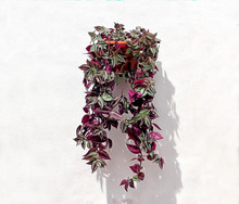 Tradescantia Zebrina Potted Plant Hanging On A White Wall