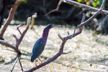 Green heron sitting on a tree branch.Big Cypress National Preserve.Florida.USA