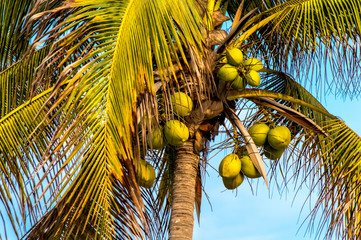 Palmera de cocos