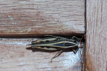 Canarian grasshopper Calliptamus plebeius on a wooden door. Cruz de Pajonales. Tejeda. Gran Canaria. Canary Islands. Spain.