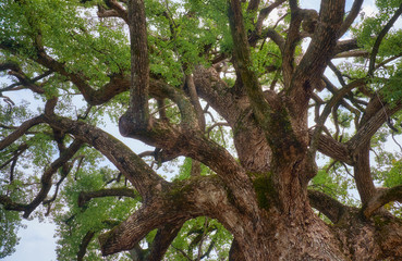 The sacred camphor tree of Hirano Shrine.  Kyoto. Japan