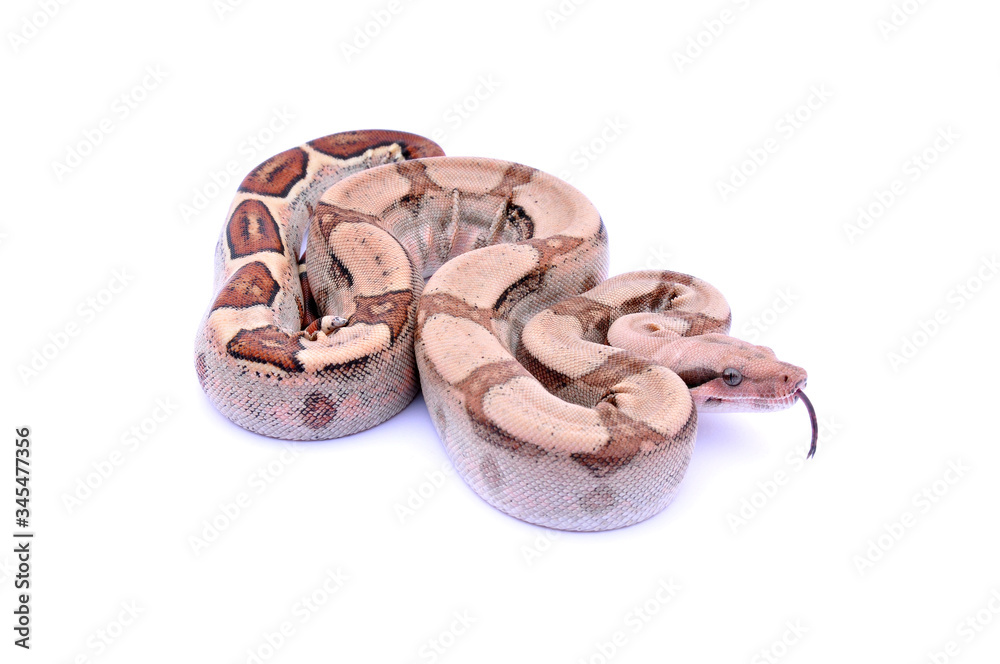 Boa constrictor imperator hypo fire VPI