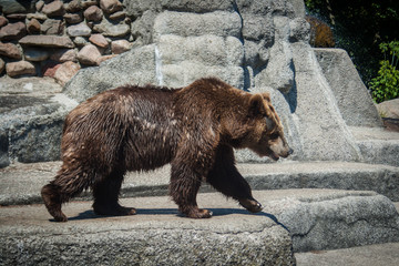 brown bear in a zoo