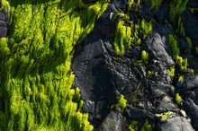 Green Rock With Moss, Ocean Stone. Texture For Design