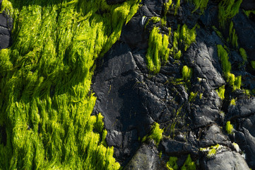 Green rock with moss, ocean stone. Texture for design