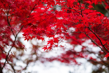 red maple leaves in the garden with copy space for text, natural background for autumn season and vi