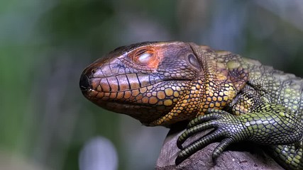 northern caiman lizard sitting on the tree branch in forest and displaying its third eyelid. -close 