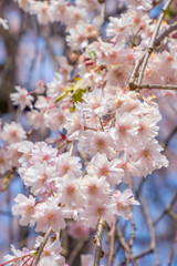 Sticker - しだれ桜　Japanese weeping cherry blossoms