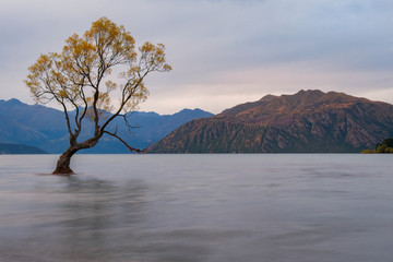 Wall Mural - That Wanaka Tree, Wanaka, South Island, New Zealand