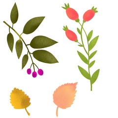 Set of plants and berries. Bright digital illustration isolated on white background. Illustration for the decor and design of posters, postcards, prints, stickers, invitations, textiles and stationery