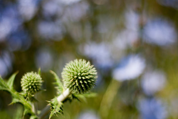 Echinops sphaerocephalus in the meadow on a sunny day.