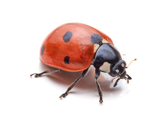 Seven spot ladybird in a white background. Macro photography. Coccinella septempunctata.