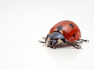 Wall Mural - Seven spot ladybird in a white background. Macro photography. Coccinella septempunctata.