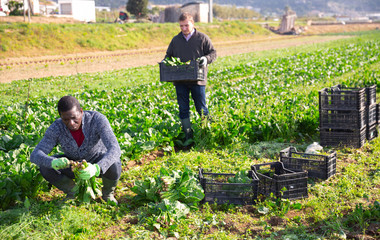 Hired workers harvest spinach on a plantation