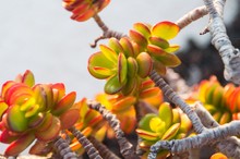 Close-up Of Aeonium Plant