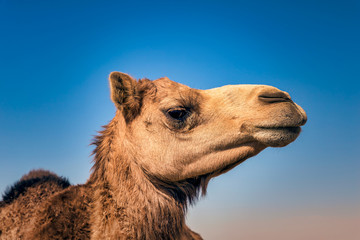 Wall Mural - Camel Head Closeup Portrait in Desert.