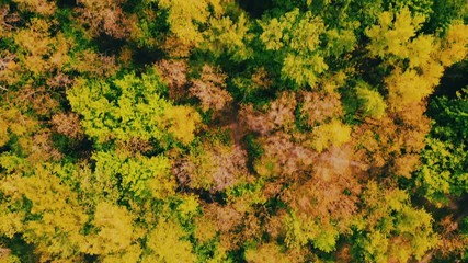 Poster - drone flying above forest with colored bright foliage autumn season nature landscape
