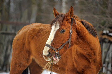 Domestic bay horse walking in the snow paddock