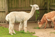 A Young White Alpaca Eating Leaves With A Pair Of Goats