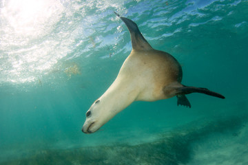 Poster - Australian Sea Lion underwater portrait photo