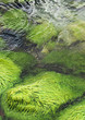 green algae on large stones in the sea