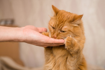 the red cat is eating from the hands. the cat rose on two paws to eat a delicious meal from the hands of a person. training and encouragement of a pet