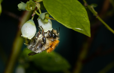 Bumblebee pollinating flowers during spring