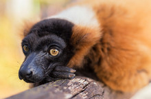 Resting Red Ruffed Lemur In Zoo