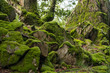 Leinwandbild Motiv Moss Growing On Rocks In Forest