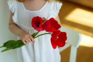 Red tulips in the hands of a little girl in a white dress