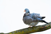 Common Wood Pigeon Posing On Old Trunk