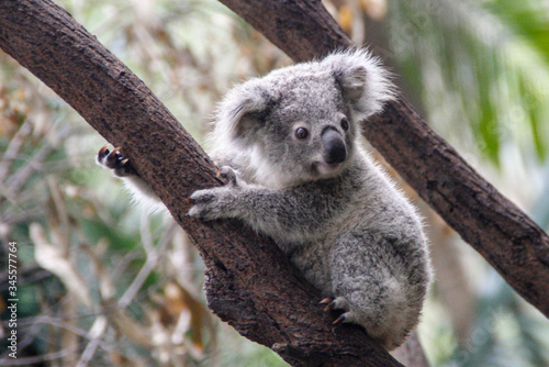Dekoracja na wymiar  zblizenie-koala-siedzaca-na-galezi