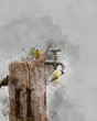 Image of Blue Tit bird Cyanistes Caeruleus on wooden post with rusty water tap in Spring sunshine and rain in garden