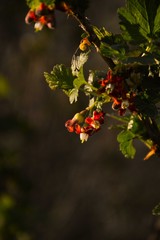 Wall Mural - Flowering currant bush on a blurred garden background